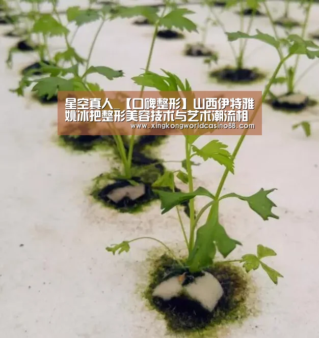星空官网
